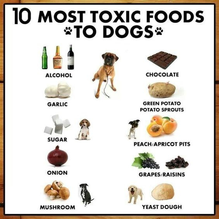 Are dogs 2025 allergic to chocolate