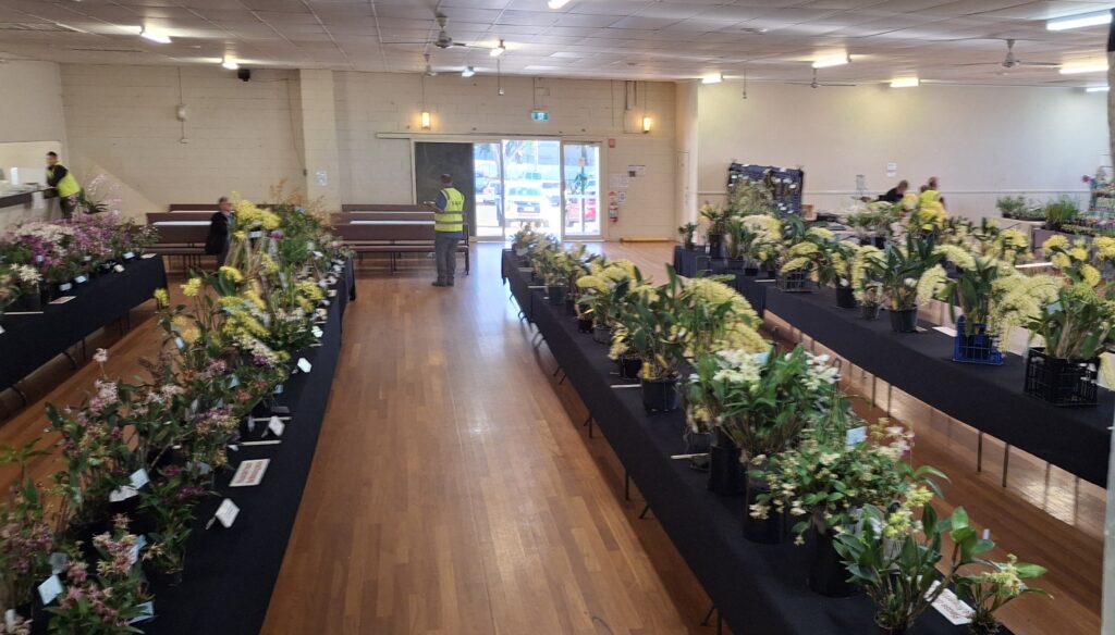 ANOS KABI Australasian Native Orchid Show Aug 15 and 16